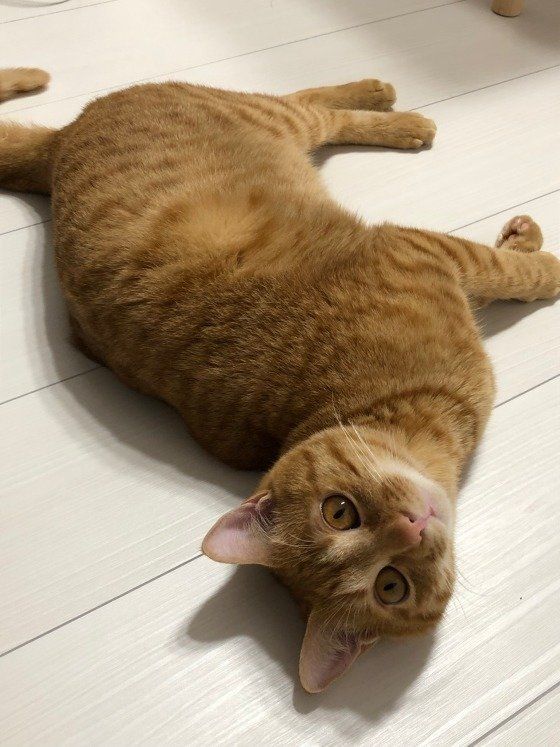 茶トラのナミヘイくん