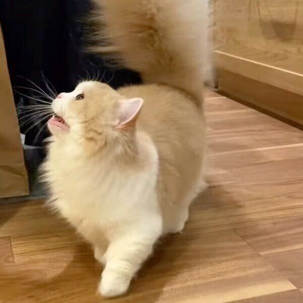 鳴いて飼い主さんのごはんを待つきなこちゃん