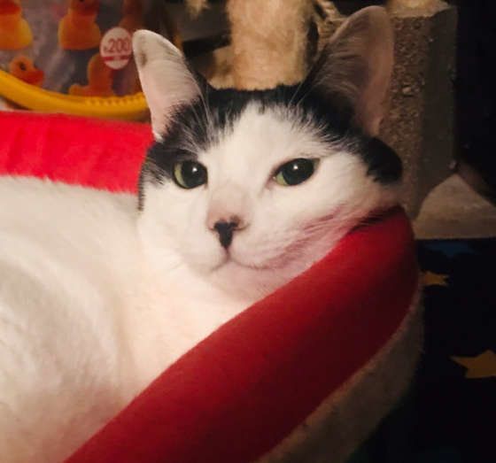 赤いベッドでくつろぐ猫