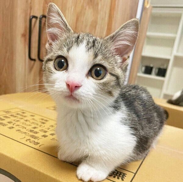 ダンボール箱の上に乗る琥太郎くん