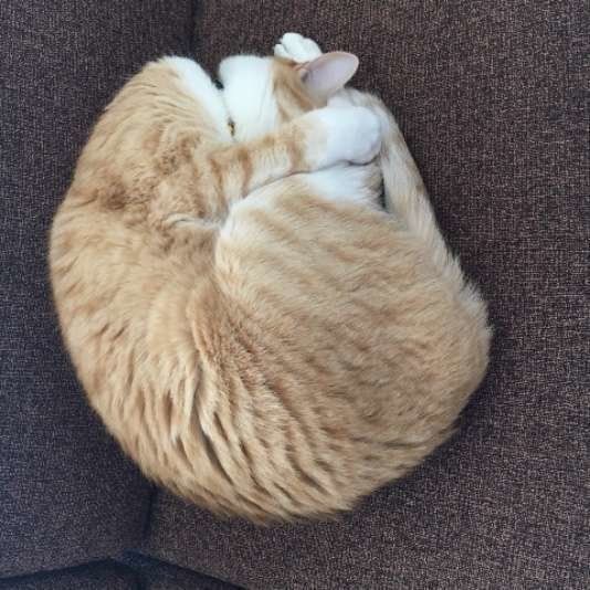 MIX　茶×白　茶々丸