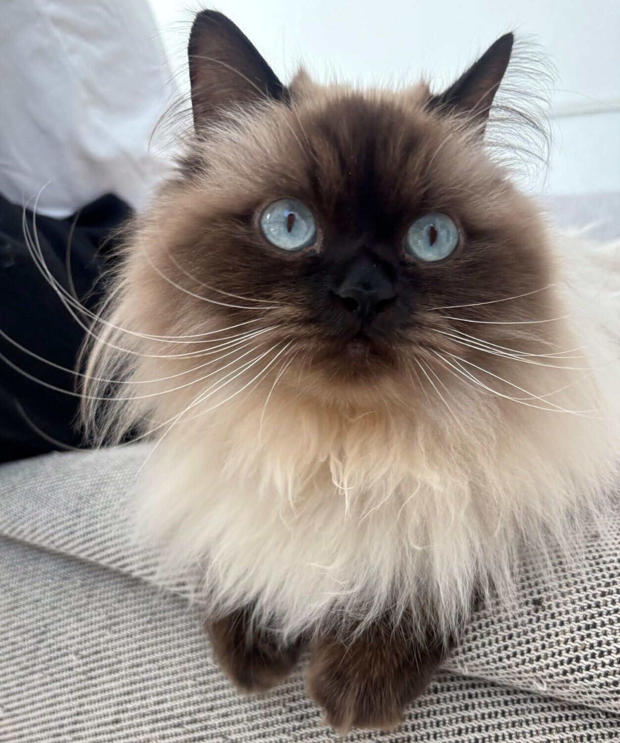 見つめる福くん