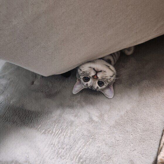 ソファの下から顔を出すトムくん