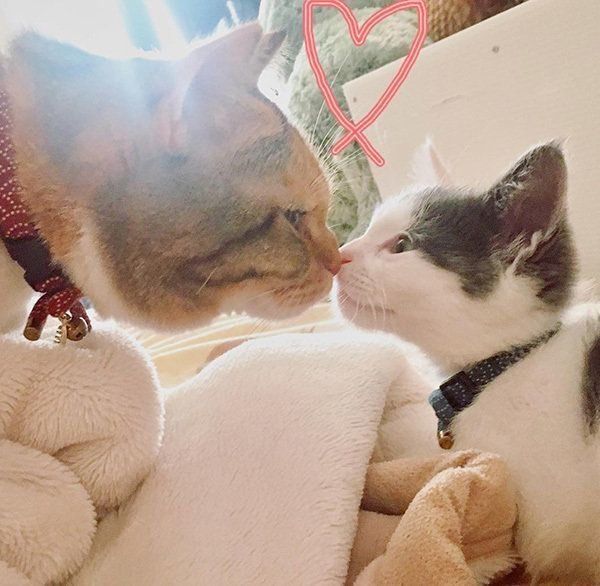 鼻チューする猫