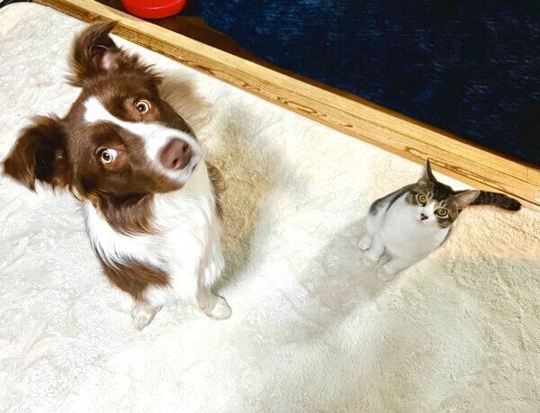 見つめるメッシくんとゆにちゃん