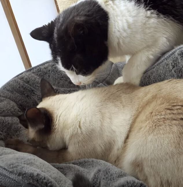 猫の元気くんと、わらびちゃん