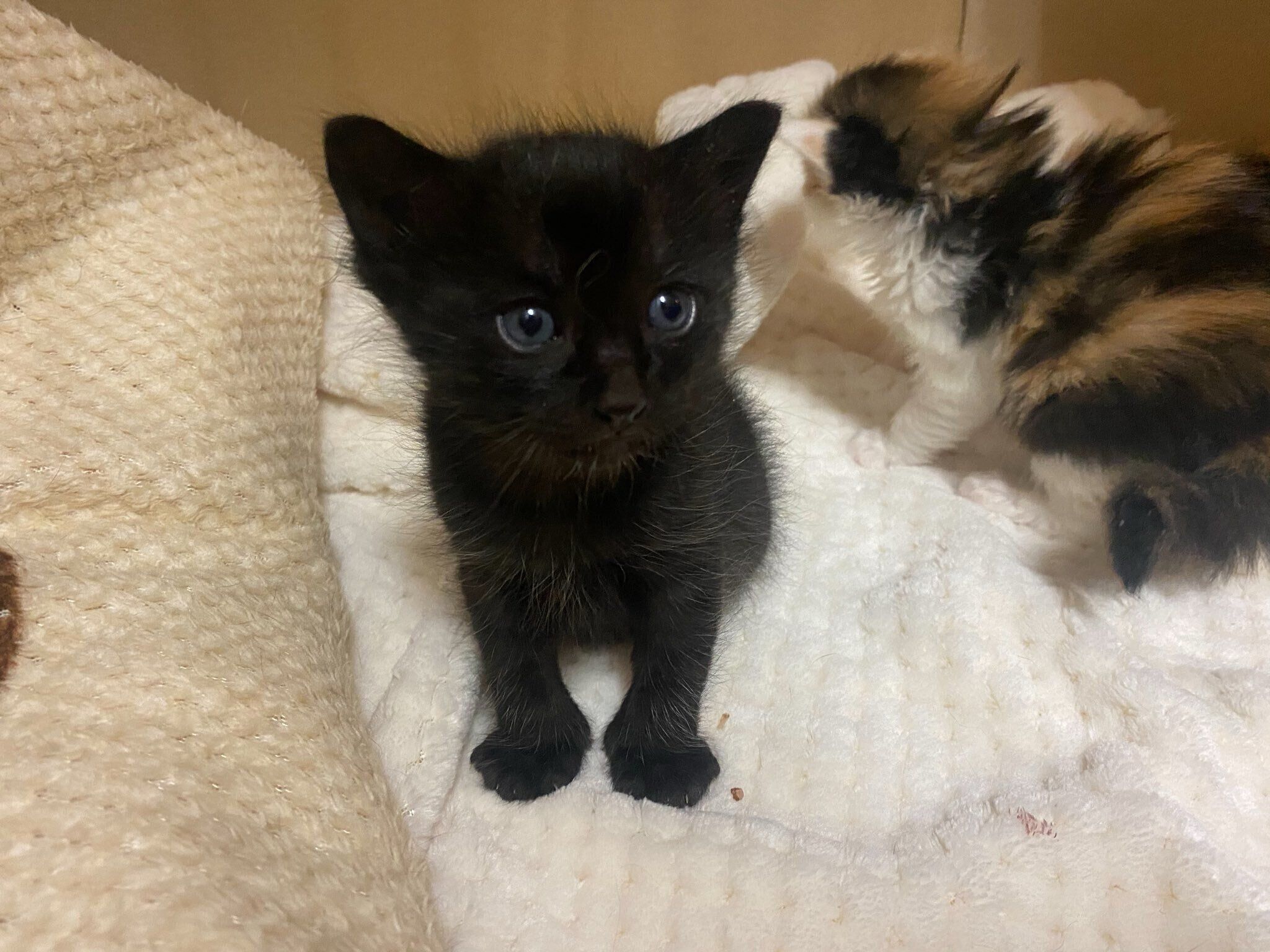 子猫時代のウタくん　小さくてかわいらしい