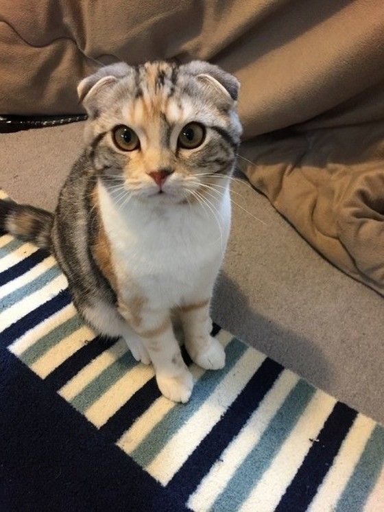 じっと見つめてくるスコティッシュフォールド