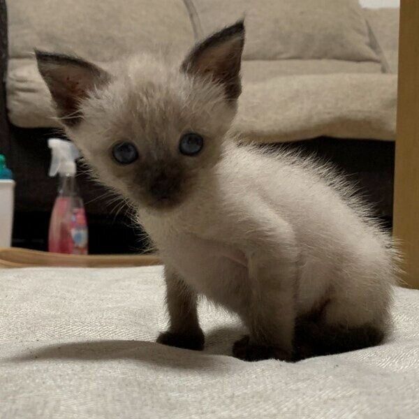 家に迎えて少しずつ成長してきた蘭丸くん