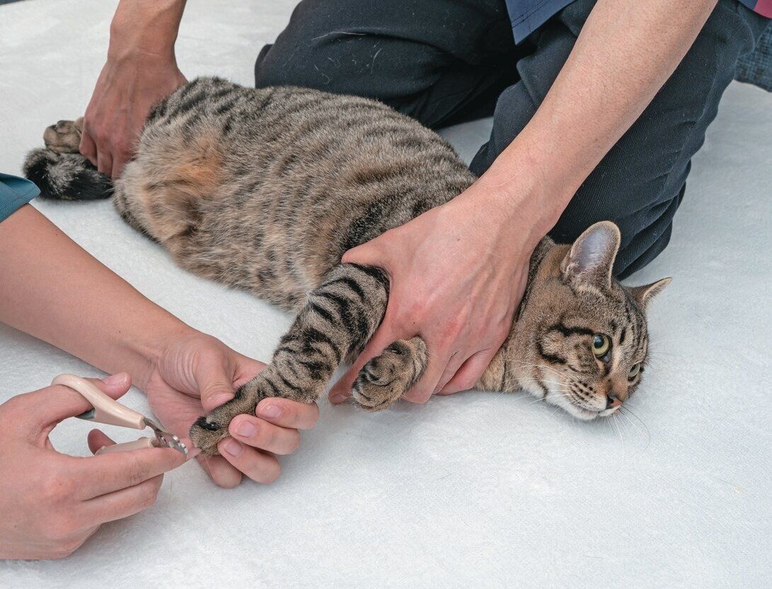 2人がかりで保定される猫