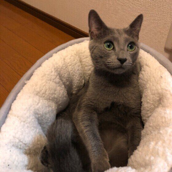 ふかふかベッドに座るロシアンブルーのロデムくん