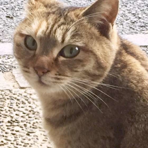 かわいい♡ちゃちゃまるちゃん