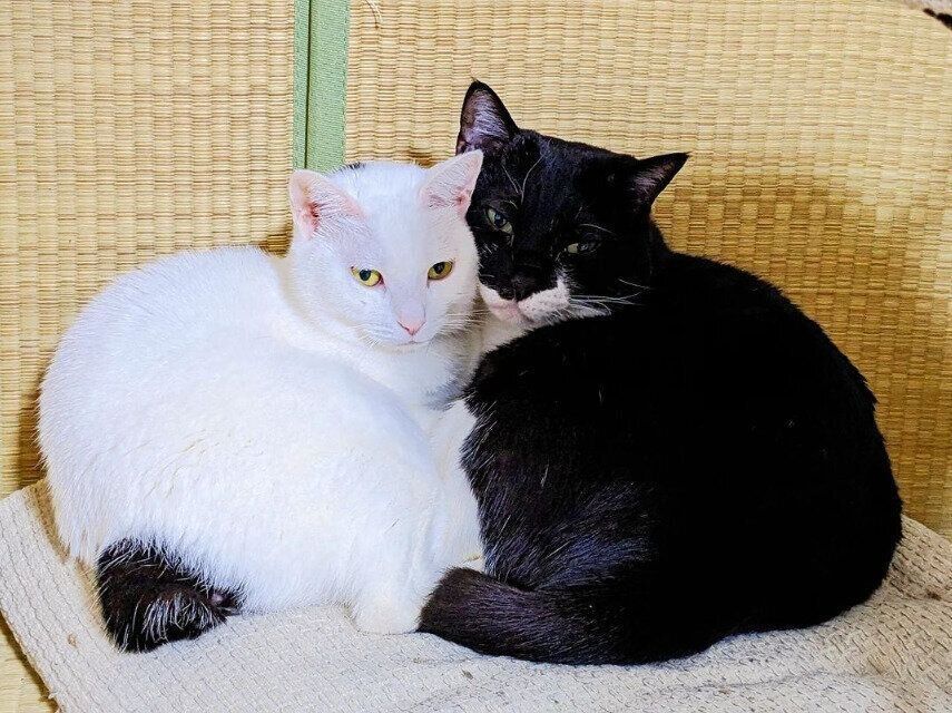 ひなたぼっこしながらも寄り添うちっちちゃん（左）とぶうくん（右）