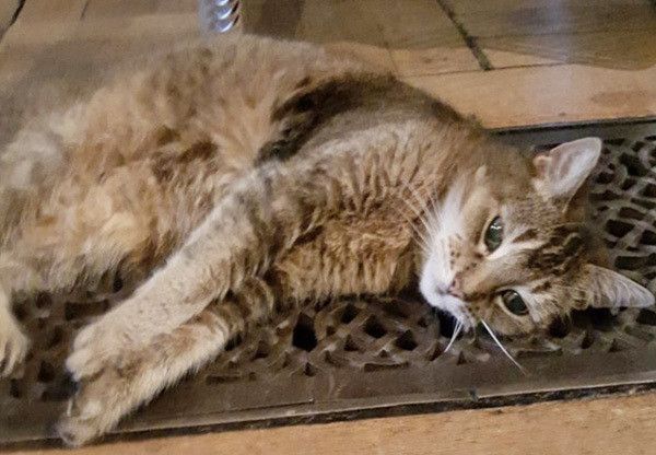 寝転ぶダーキンス