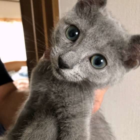 ロシアンブルーのアップ