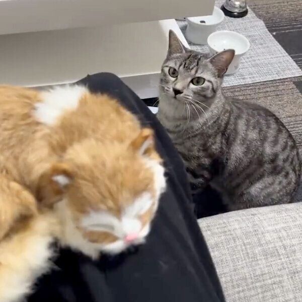 ぬいぐるみを見つめるととまるくん