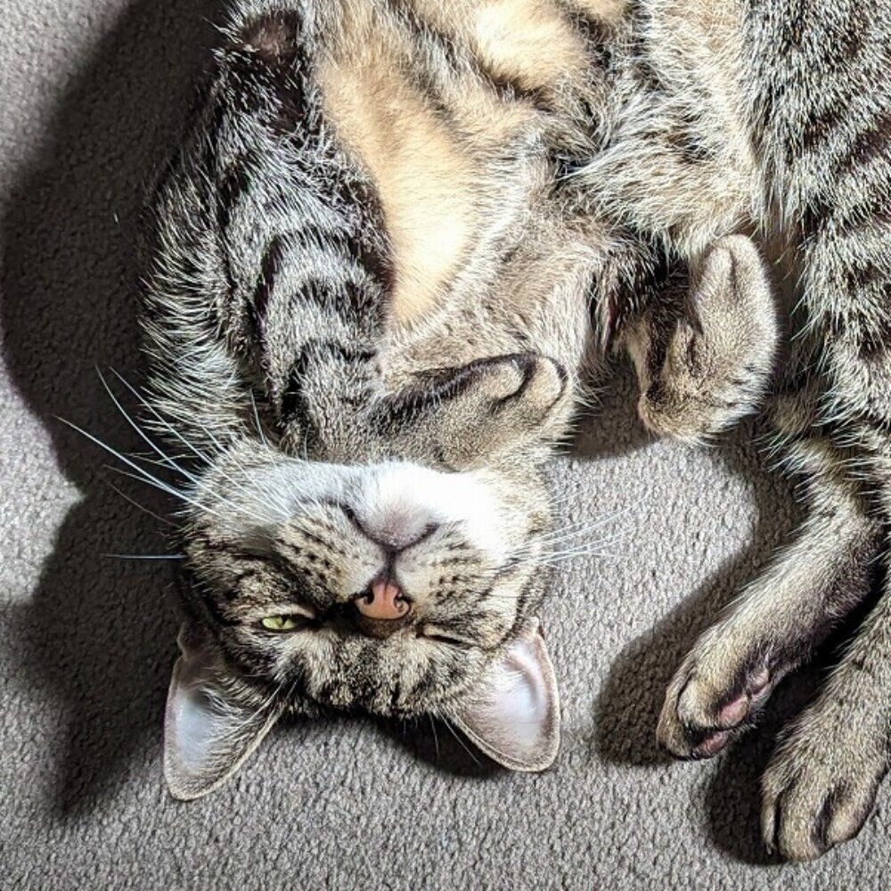 ごろんと寝転ぶめかぶくん