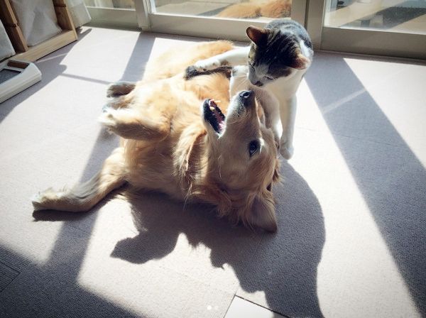 戦いごっこをする犬と猫