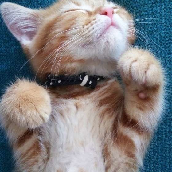 ぐっすり眠るアメリカンショートヘア