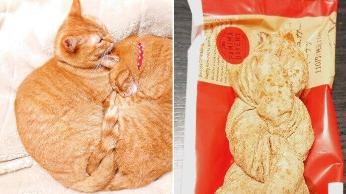 ツイストドーナツにそっくりな茶トラのゆずりくんとめぐりくんのしっぽ