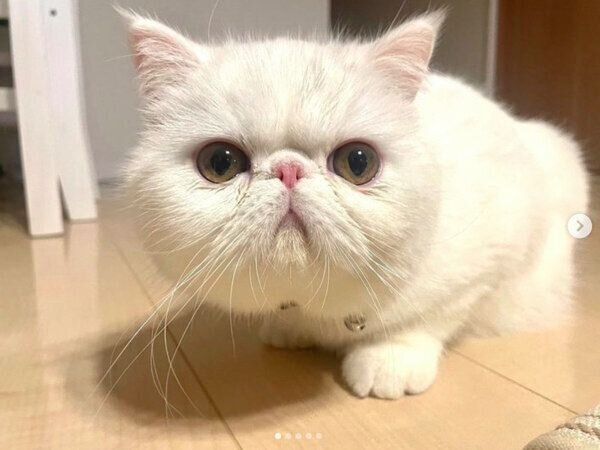 見つめるこてつくん