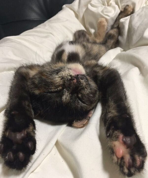 ヘソ天するきゅーちゃん