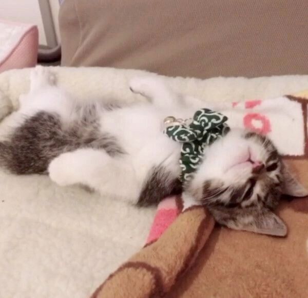 ヘソ天でくつろぐミントちゃん