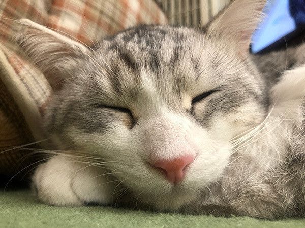眠る猫