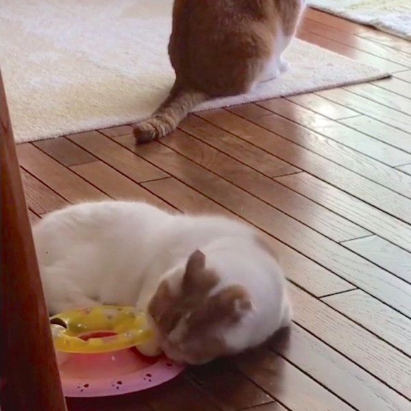 スコティッシュフォールド