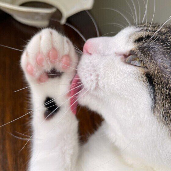 前足を舐める猫