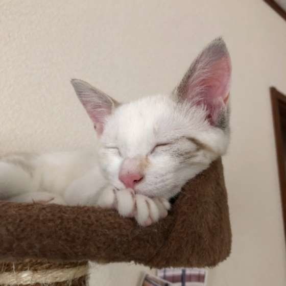 耳を立てて眠る子猫