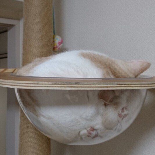 すごい体勢で眠るマンチカン