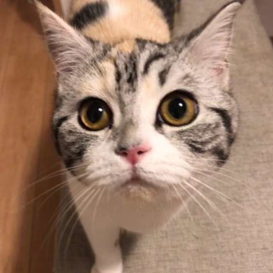 上目遣いするスコティッシュフォールド