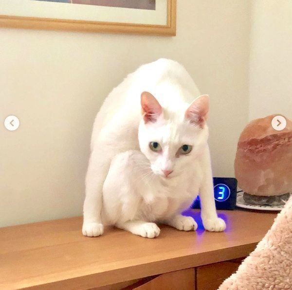 変な座り方をする白猫