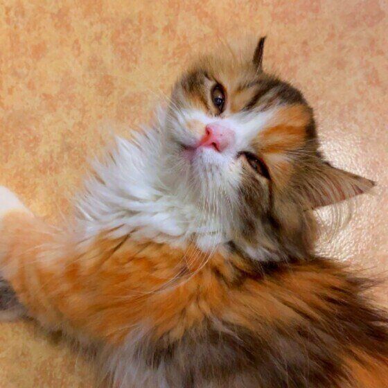 ウィンクしてるみたいなラガマフィン