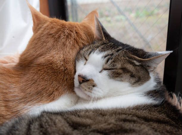 抱き合う2匹の猫