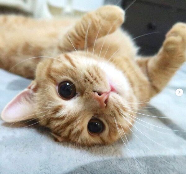 寝転がる春空くん