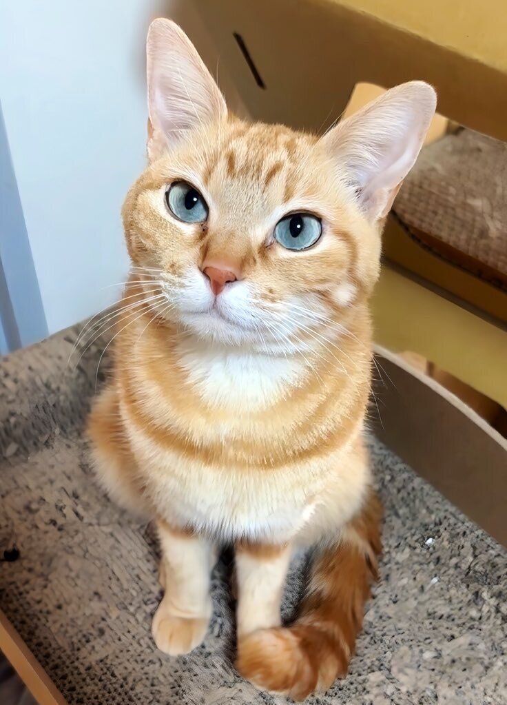 5才の猫
