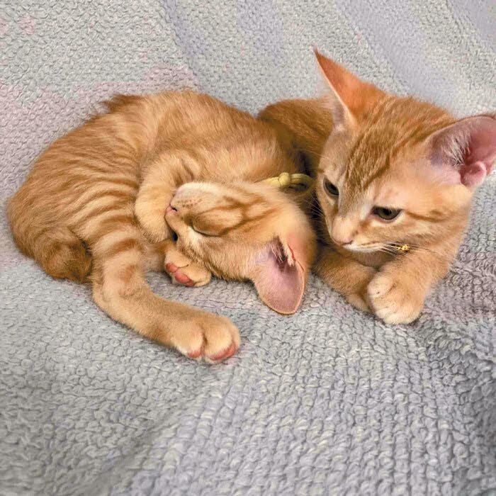 ロイくんとメルちゃん