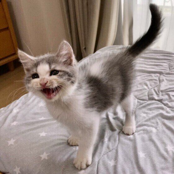 鳴くスコティッシュフォールド