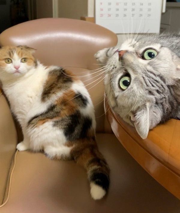 ハルちゃんとモモちゃん