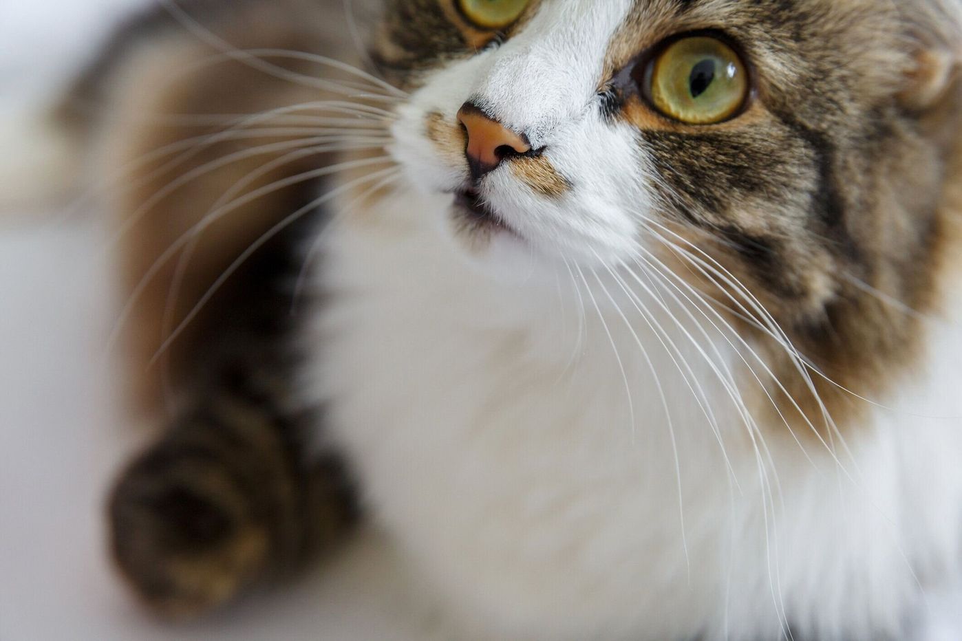 獣医師監修 治らない猫の鼻水 原因は 色や状態でわかる受診の目安 ねこのきもちweb Magazine 獣医師監修 治らない猫の鼻水 原因は 色や状態でわかる受診の目安 ねこのきもちweb Magazine
