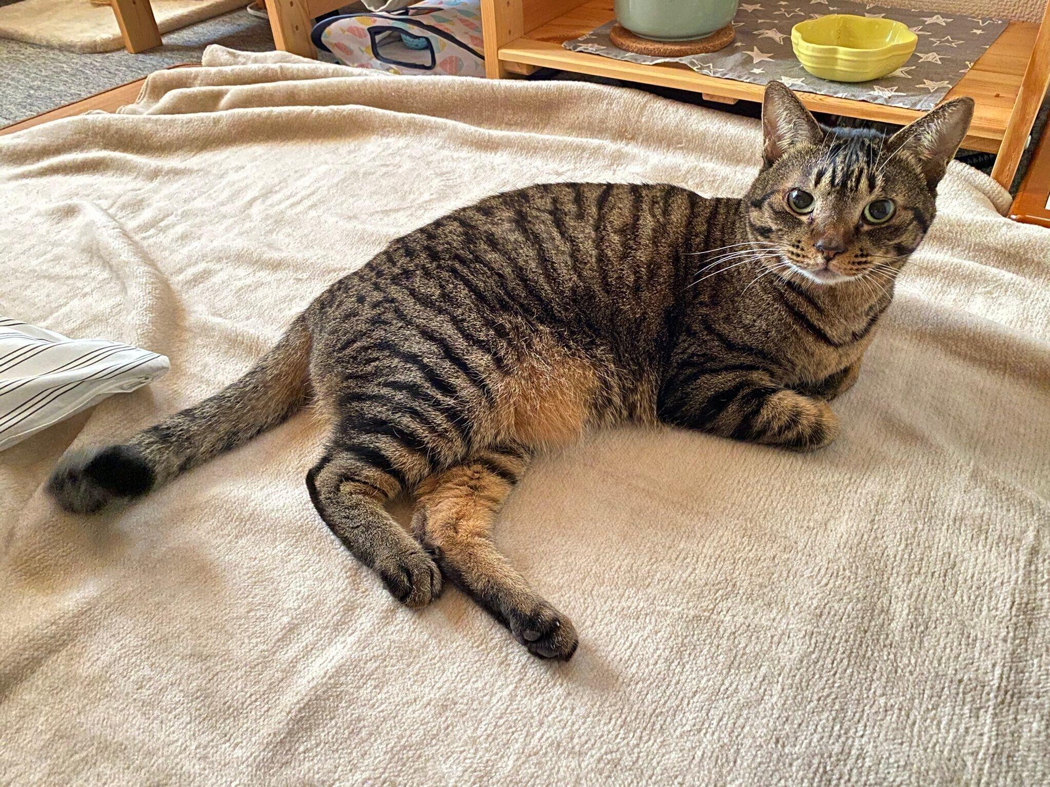 キジトラ猫のもなかちゃん