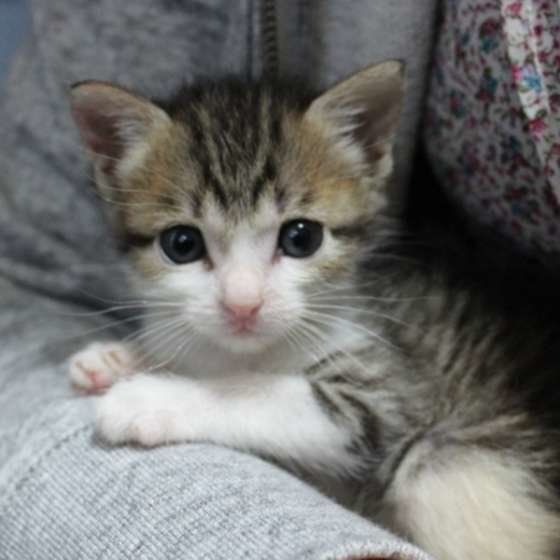 初めて飼い主さんに抱っこされるサバトラ