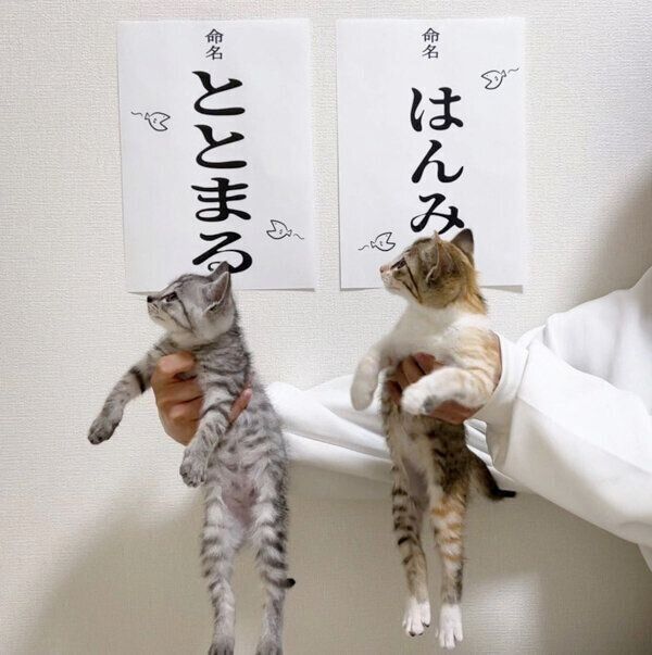 命名したときの、ととまるくんとはんみちゃんの様子