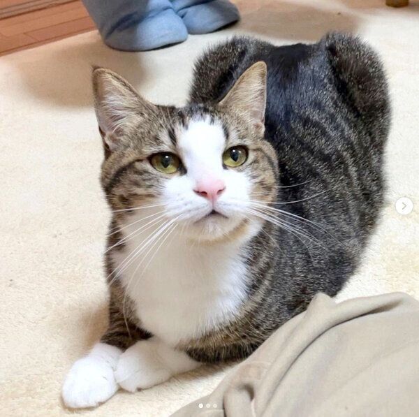 ブラッシングをおねだり中のオデコちゃん