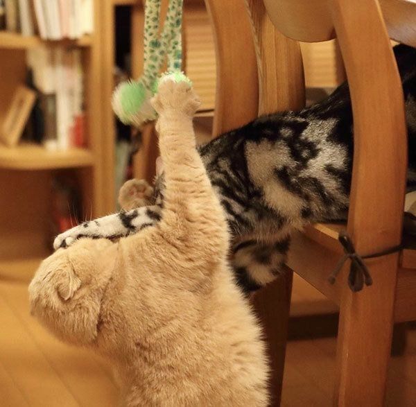 仲良しなアメリカンショートヘアとスコティッシュフォールド