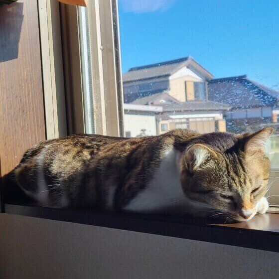 窓辺で日向ぼっこするももちゃん
