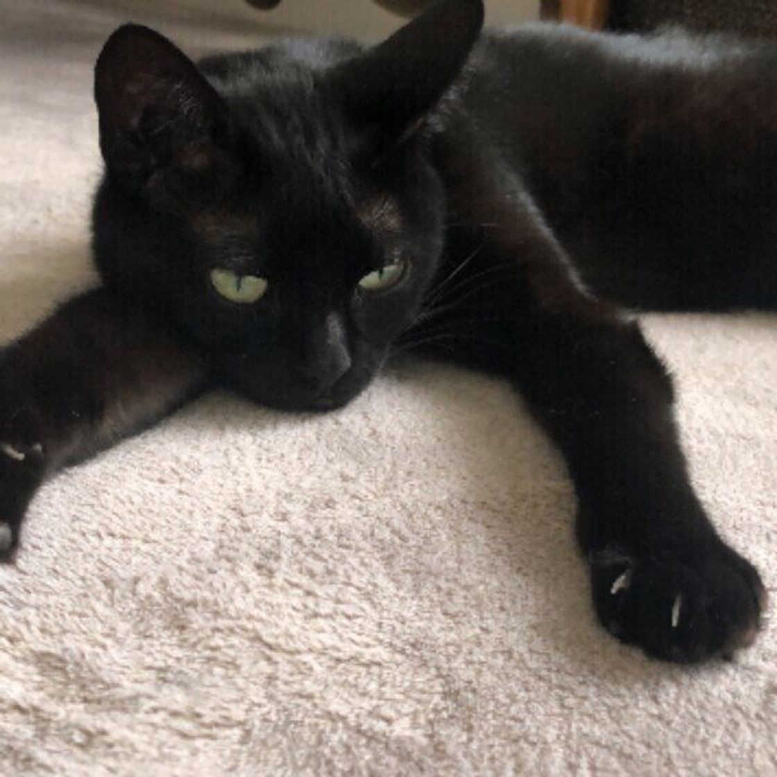 獣医師監修 猫にかつおぶしを与えるときは注意が必要 与えるメリットとデメリットを解説 ねこのきもちweb Magazine 獣医師監修 猫にかつおぶしを与えるときは注意が必要 与えるメリットとデメリットを解説 ねこのきもちweb Magazine