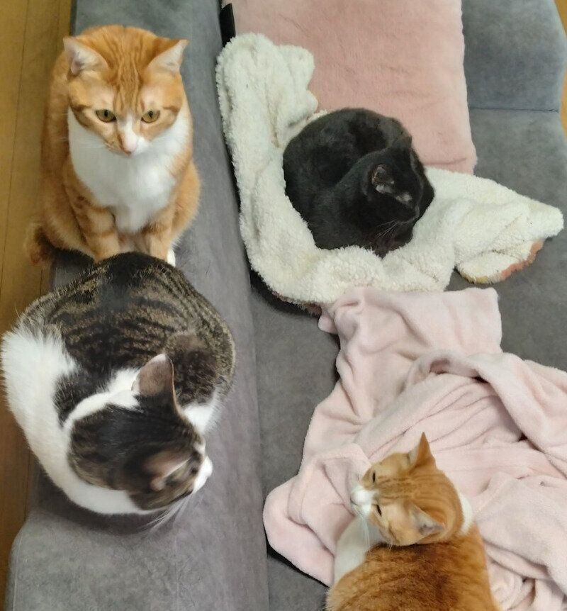 ソファに集まる猫たち。